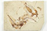 Three Cretaceous Fossil Fish with Pos/Neg - Lebanon #201346-2